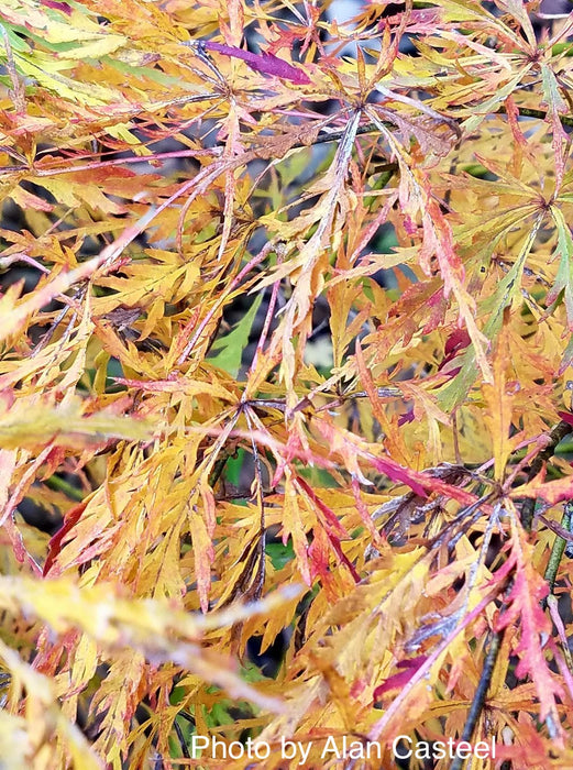 Acer palmatum 'Otto's Dissectum' Weeping Japanese Maple