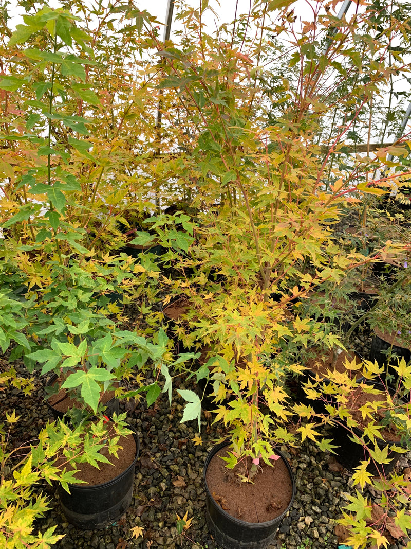 - Acer palmatum 'Wildfire' Coral bark Winter Interest Japanese Maple - Mr Maple │ Buy Japanese Maple Trees