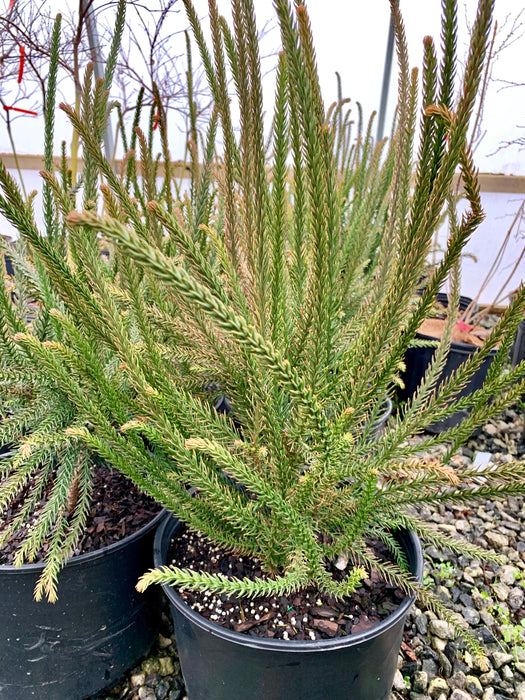 Cryptomeria japonica 'Araucarioides' Snake-Branched Japanese Cedar