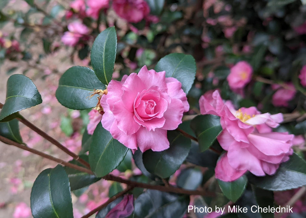 Camellia x 'Rose of Autumn' Pink Flowering Camellia