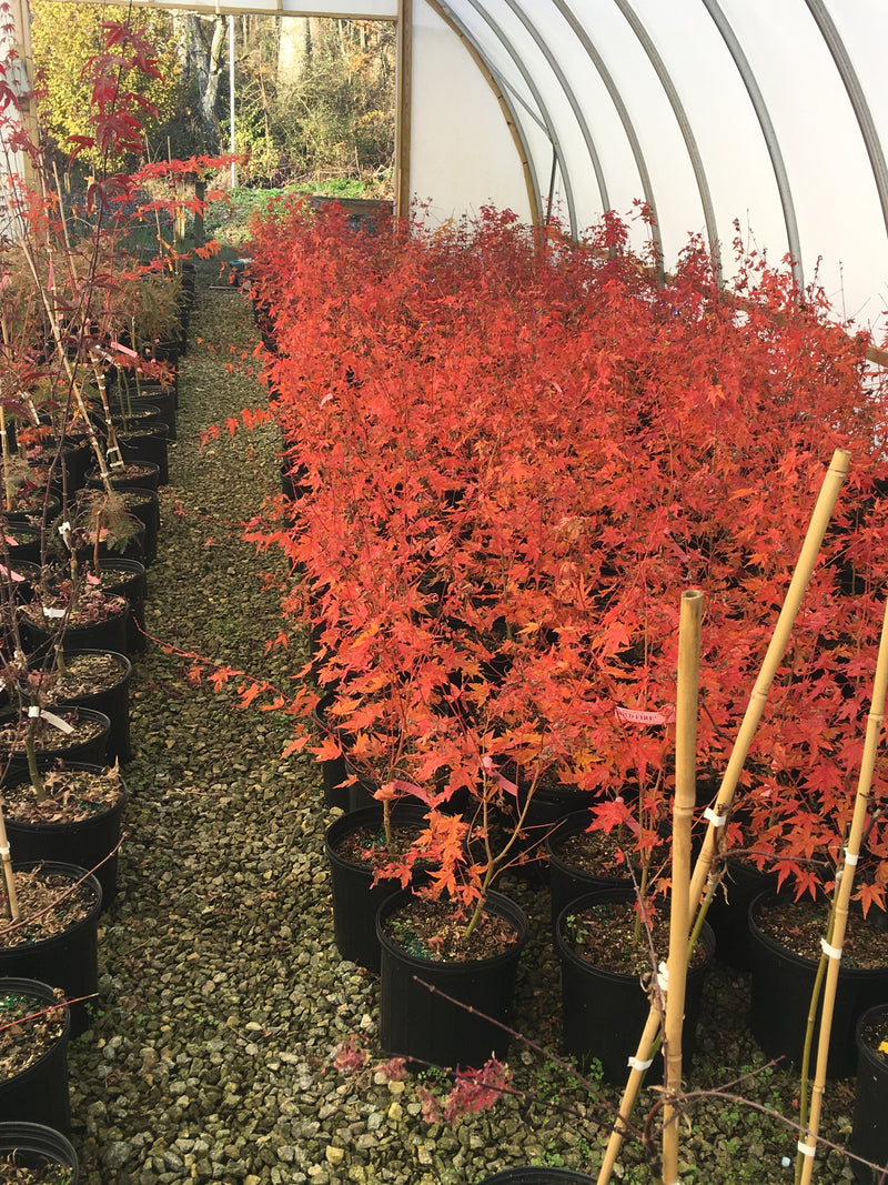 - Acer palmatum 'Wildfire' Coral bark Winter Interest Japanese Maple - Mr Maple │ Buy Japanese Maple Trees