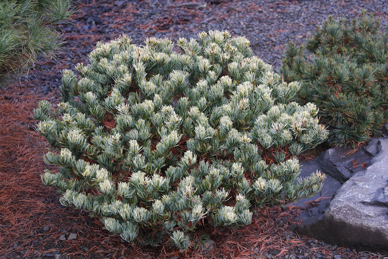 Pinus parviflora 'Tanima no yuki' Variegated Japanese White Pine