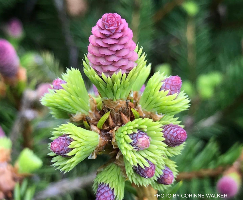 Picea abies 'Pusch' Rare Dwarf Norway Spruce