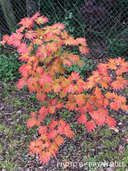 - FOR PICKUP ONLY | Acer japonicum 'Yama kage' Mountain Shadows Full Moon Japanese Maple | DOES NOT SHIP - Mr Maple │ Buy Japanese Maple Trees