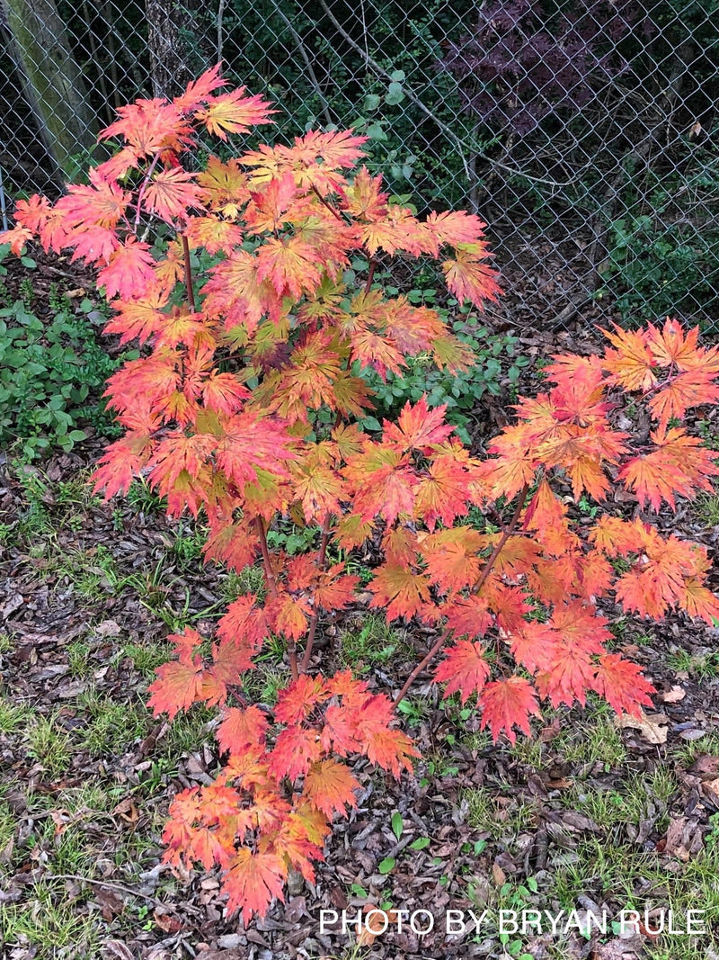 - FOR PICKUP ONLY | Acer japonicum 'Yama kage' Mountain Shadows Full Moon Japanese Maple | DOES NOT SHIP - Mr Maple │ Buy Japanese Maple Trees