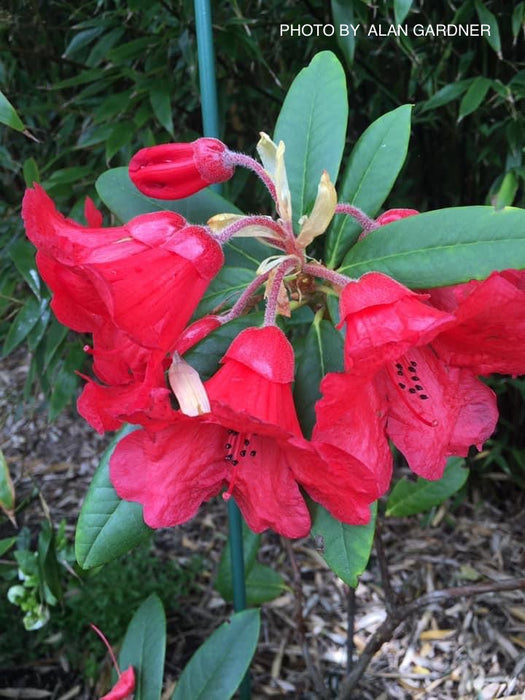 Rhododendron 'Thor' Red Blooms