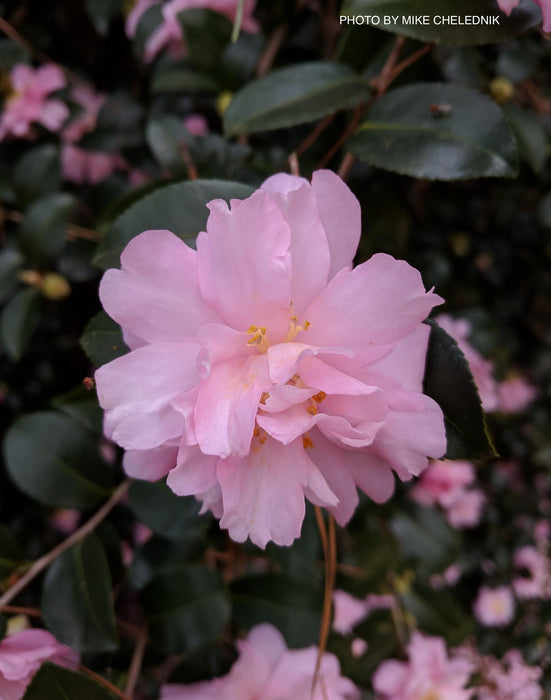 Camellia sansanqua 'Pink Snow' Double Flowering Camellia