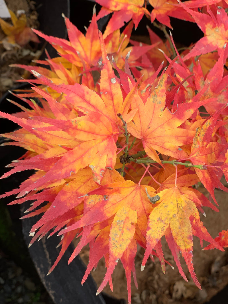 - Acer palmatum 'Koi' Dwarf Japanese Maple - Mr Maple │ Buy Japanese Maple Trees