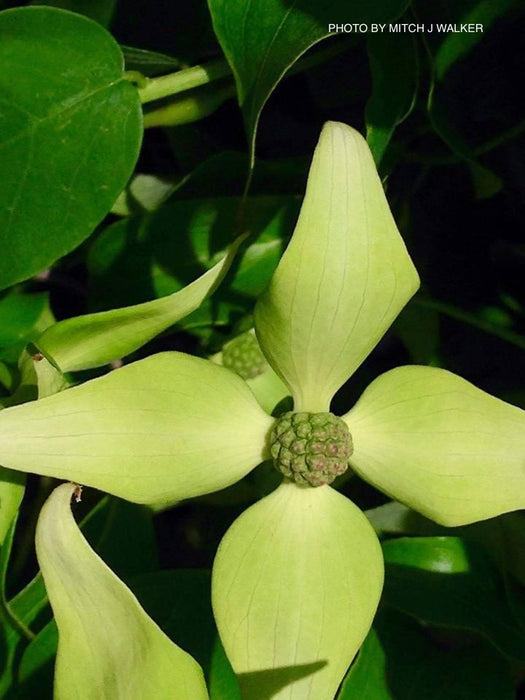 Cornus kousa 'Green Sleeves' White Flowering Dogwood
