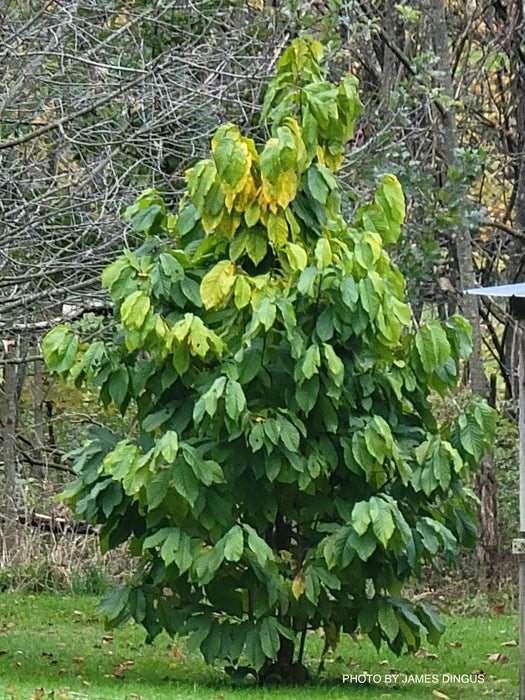 Asimina triloba 'Tollgate' Pawpaw Fruit Tree