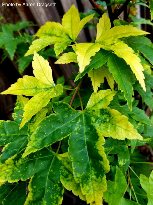 Acer palmatum 'Sagara nishiki' Japanese Maple