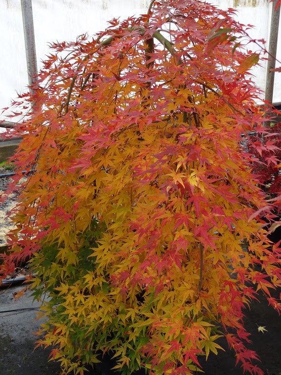 - Acer palmatum 'Ryusen' Japanese Maple - Mr Maple │ Buy Japanese Maple Trees