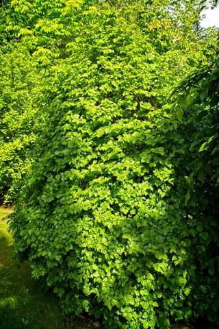 How to Grow and Care for Little-Leaf Linden