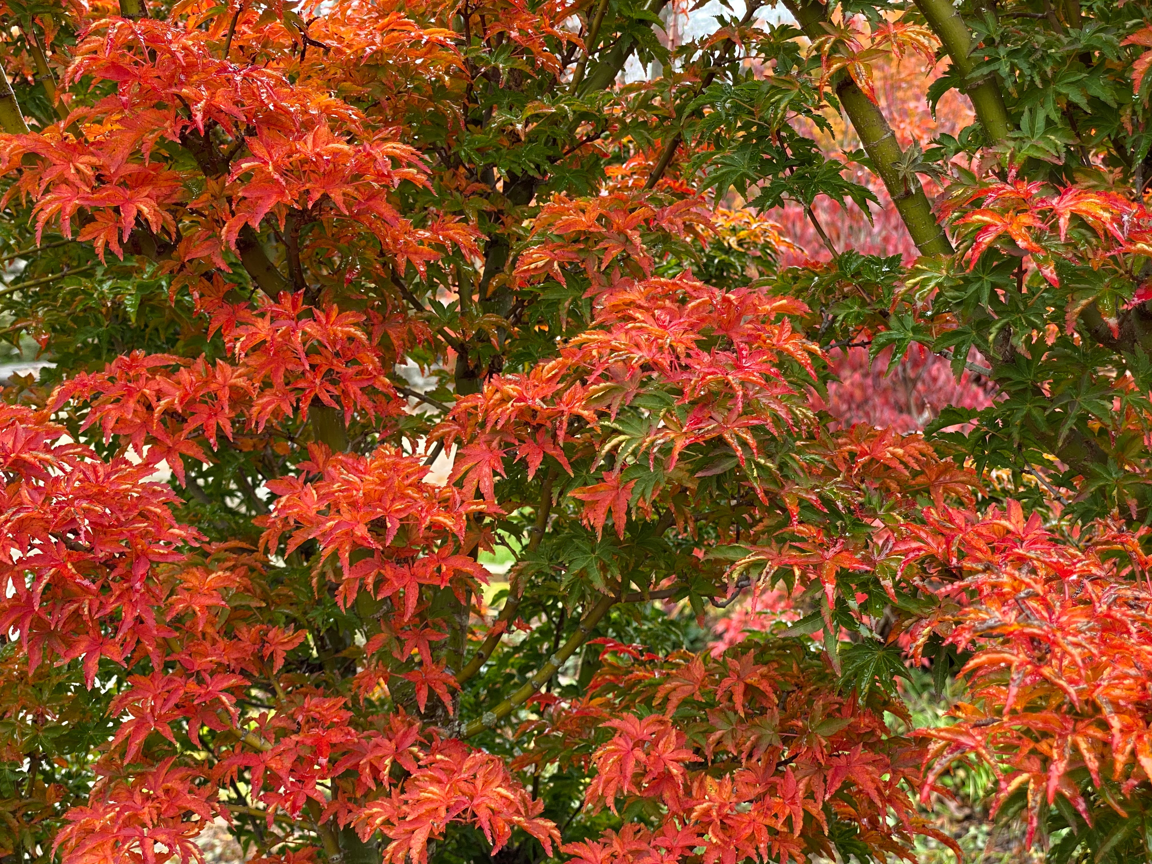 Mr Maple Acer palmatum Shishigashira Japanese Maple - Thumbnail 3
