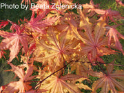 - Acer palmatum 'Amber Ghost' Japanese Maple - Mr Maple │ Buy Japanese Maple Trees