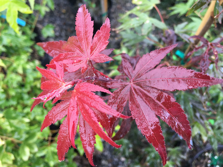 Acer palmatum 'Samarzam' Red Japanese Maple