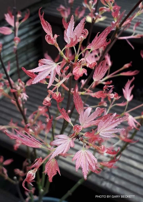 Acer palmatum 'Wilson's Pink Dwarf' Dwarf Japanese Maple