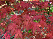 - FOR PICKUP ONLY | Acer palmatum 'Purple Ghost' Japanese Maple | DOES NOT SHIP - Mr Maple │ Buy Japanese Maple Trees