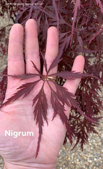 Acer palmatum 'Dissectum Nigrum' Weeping Red Japanese Maple