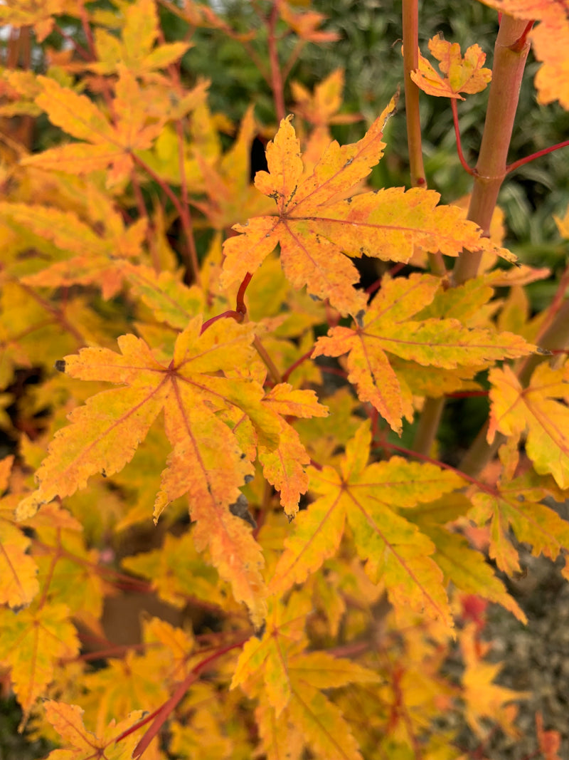 - Acer palmatum 'Wildfire' Coral bark Winter Interest Japanese Maple - Mr Maple │ Buy Japanese Maple Trees