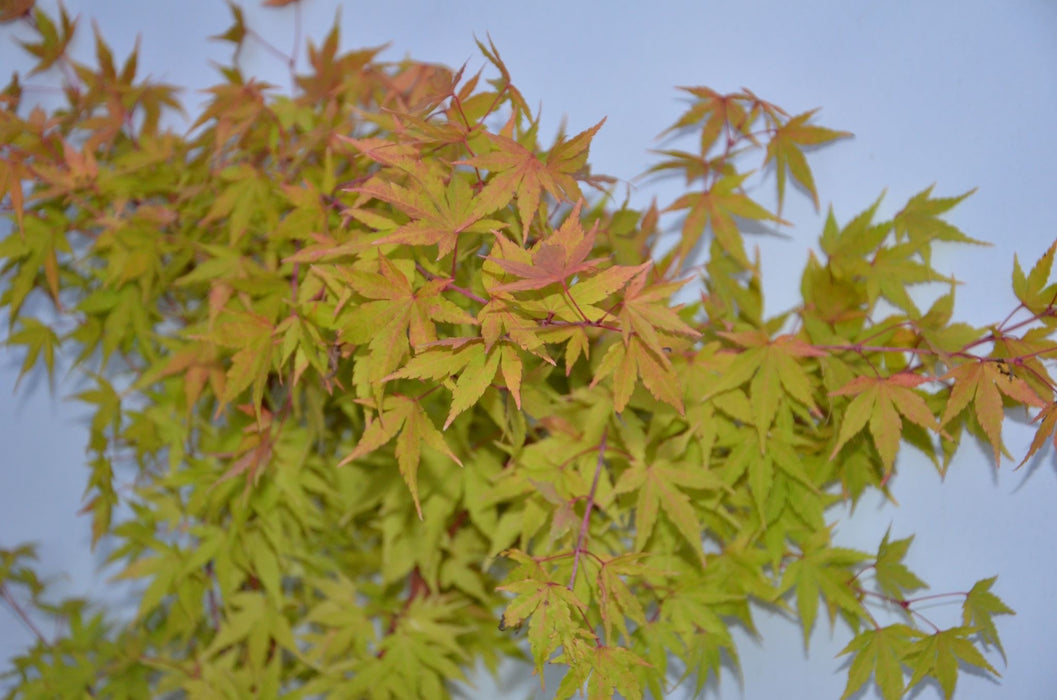Acer palmatum 'Red Wood' Coral Bark Japanese Maple