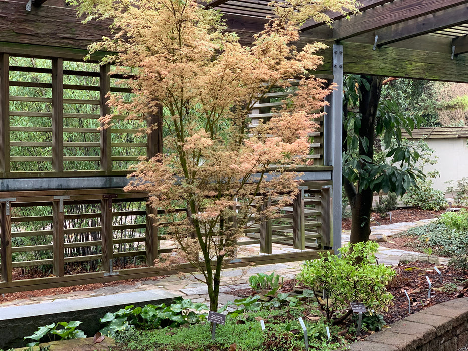 Acer palmatum 'Okukuji nishiki' Japanese Maple