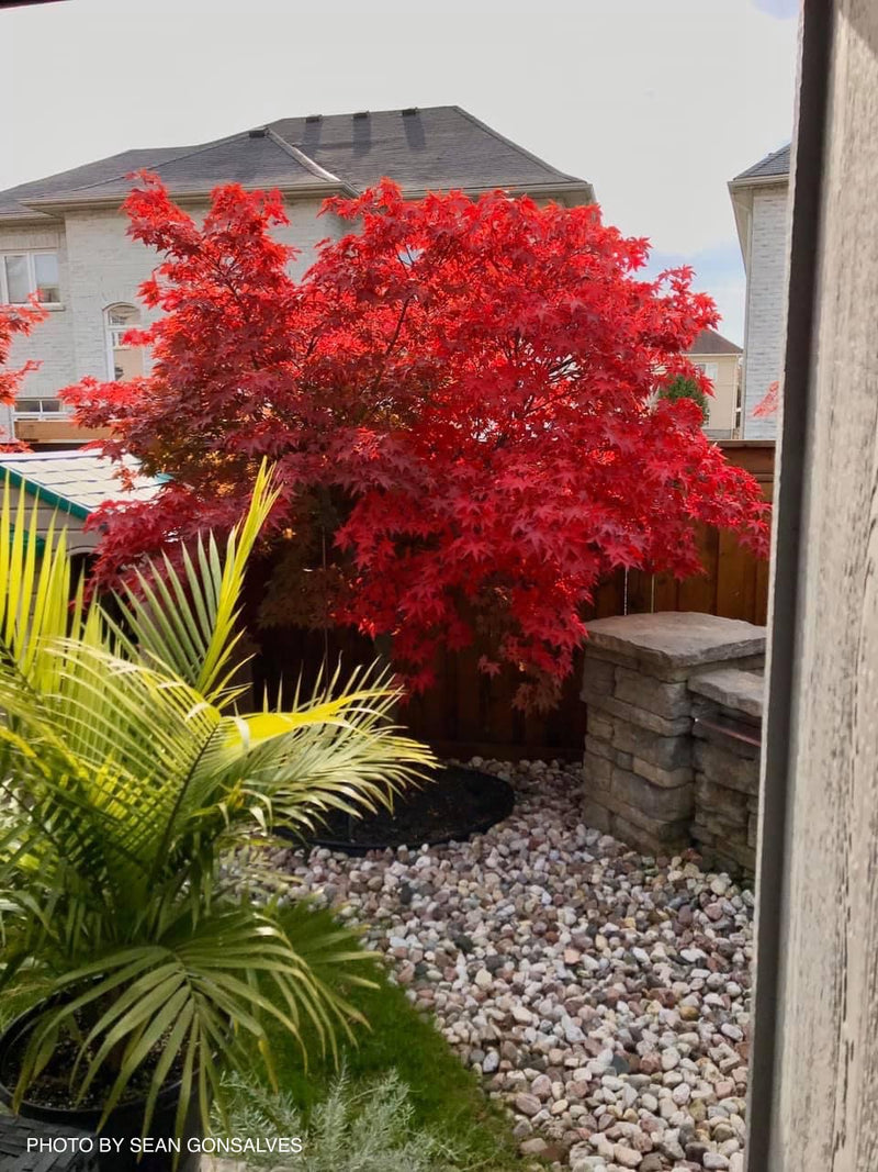 - Acer palmatum 'Osakazuki' Japanese Maple - Mr Maple │ Buy Japanese Maple Trees