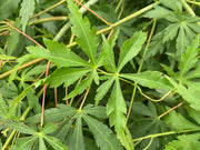 - Acer palmatum 'Fountain of Youth' Japanese Maple - Mr Maple │ Buy Japanese Maple Trees