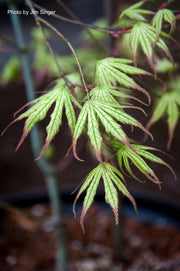 - Acer palmatum 'Phantom Flame' Japanese Maple - Mr Maple │ Buy Japanese Maple Trees