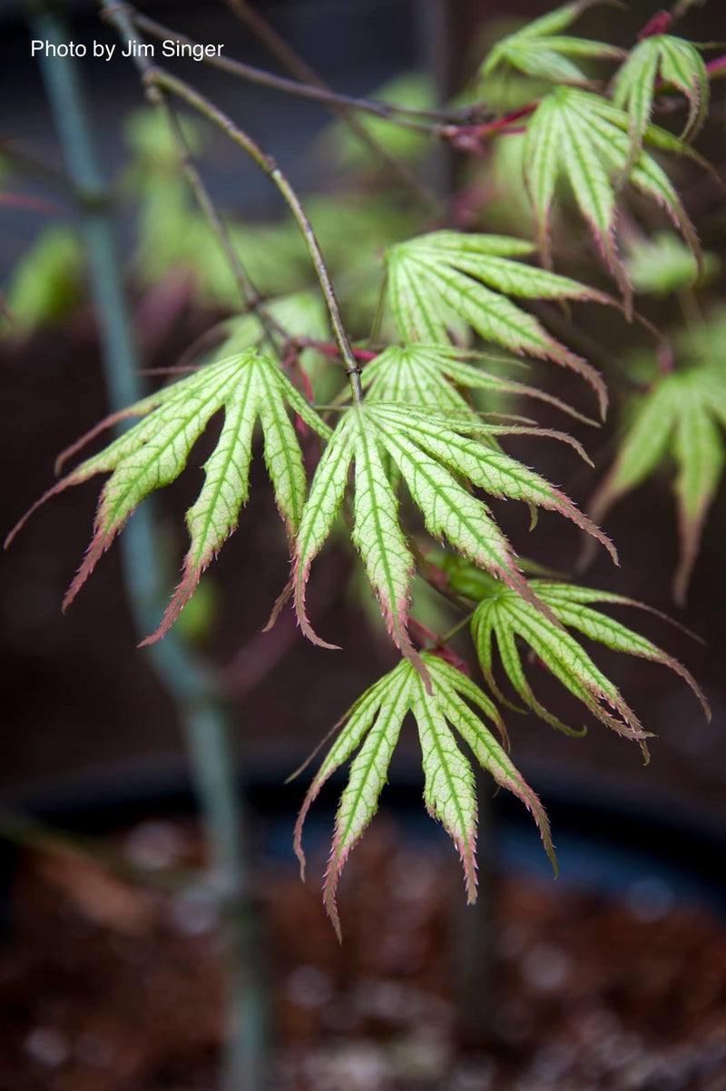 - Acer palmatum 'Phantom Flame' Japanese Maple - Mr Maple │ Buy Japanese Maple Trees