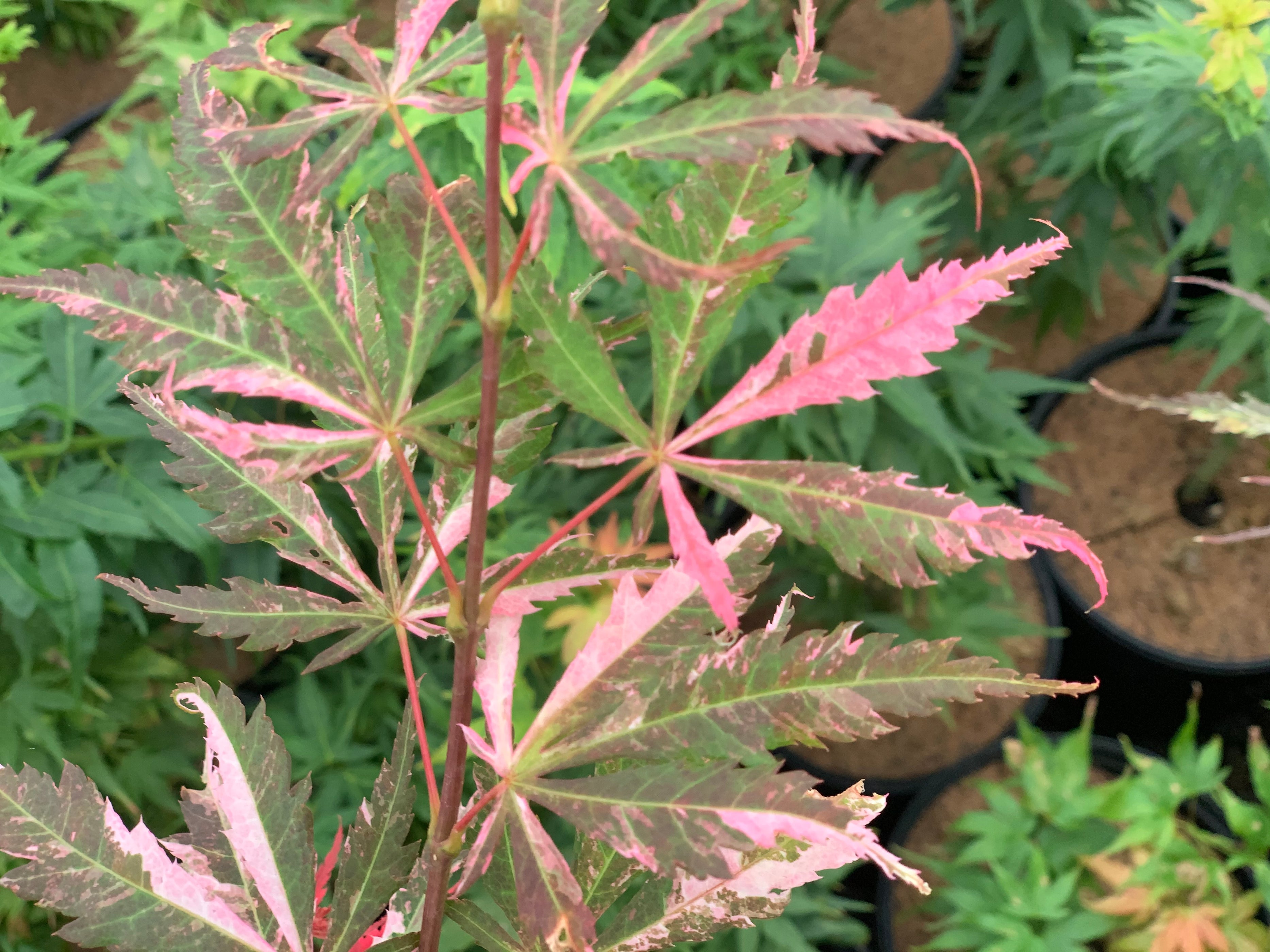 Buy Acer palmatum 'Lileeanne's Jewel' Japanese Maple — Mr Maple │ Buy ...