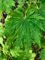 - Acer japonicum 'Yama kage' Mountain Shadows Full Moon Japanese Maple - Mr Maple │ Buy Japanese Maple Trees