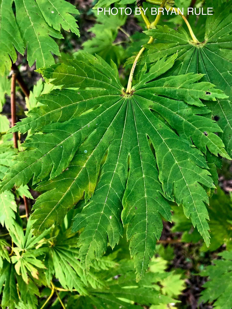 - Acer japonicum 'Yama kage' Mountain Shadows Full Moon Japanese Maple - Mr Maple │ Buy Japanese Maple Trees