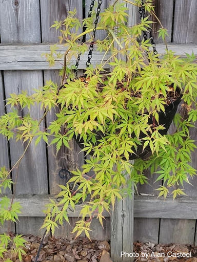 - Acer palmatum 'Fountain of Youth' Japanese Maple - Mr Maple │ Buy Japanese Maple Trees