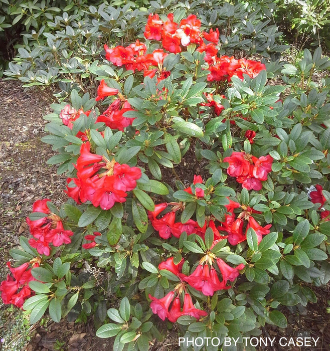 Rhododendron 'Elizabeth' Red Blooms