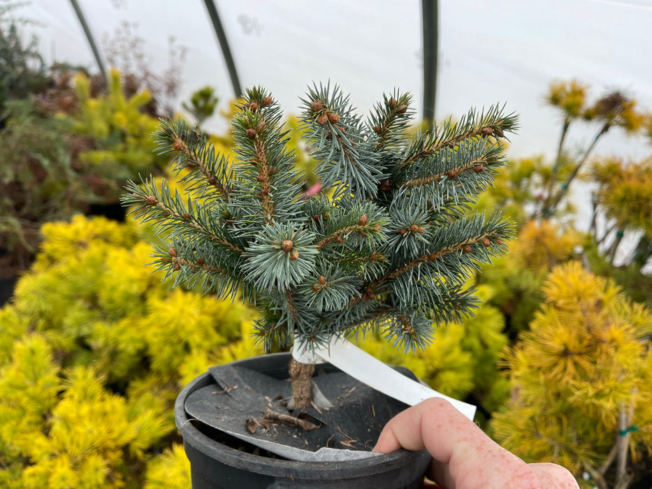 Picea sitchensis 'Uncle Wiley' Dwarf Sitka Spruce