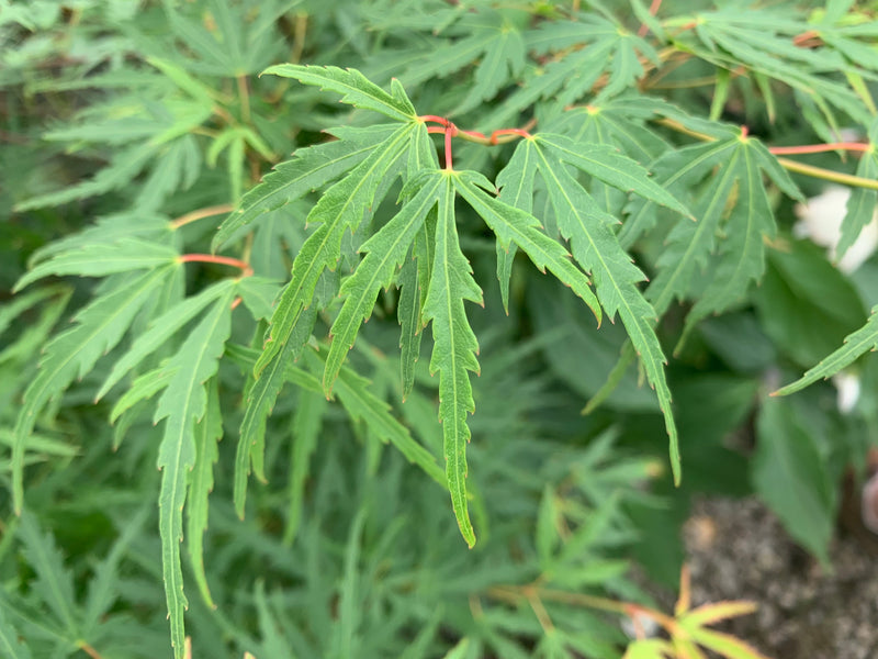- Acer palmatum 'Green Strap' Rare Japanese Maple - Mr Maple │ Buy Japanese Maple Trees