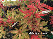 - Acer palmatum 'Celebration' Japanese Maple - Mr Maple │ Buy Japanese Maple Trees