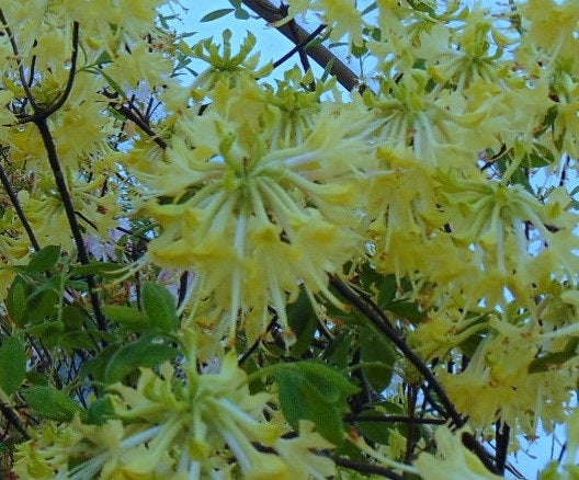 Azalea 'Lemon Ice’ Yellow Flowers Deciduous Azalea