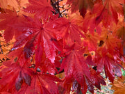- Acer japonicum 'Vitifolium' Large Leaf Full Moon Japanese Maple - Mr Maple │ Buy Japanese Maple Trees