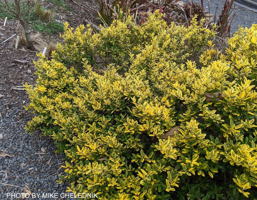 Ilex crenata 'Adorned' Touch of Gold™ Dwarf Variegated Japanese Holly