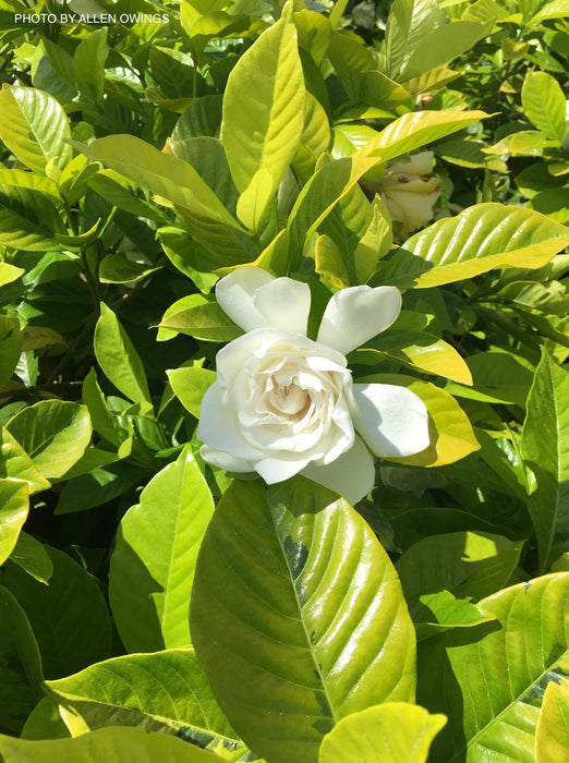 Gardenia jasminoides 'Ogon no hana' Gold Doubloon Jasmine