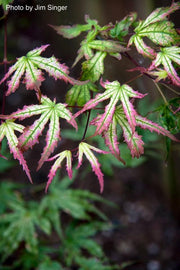 - Acer palmatum 'Phantom Flame' Japanese Maple - Mr Maple │ Buy Japanese Maple Trees