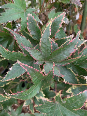 - Acer palmatum 'Sagara nishiki' Japanese Maple - Mr Maple │ Buy Japanese Maple Trees