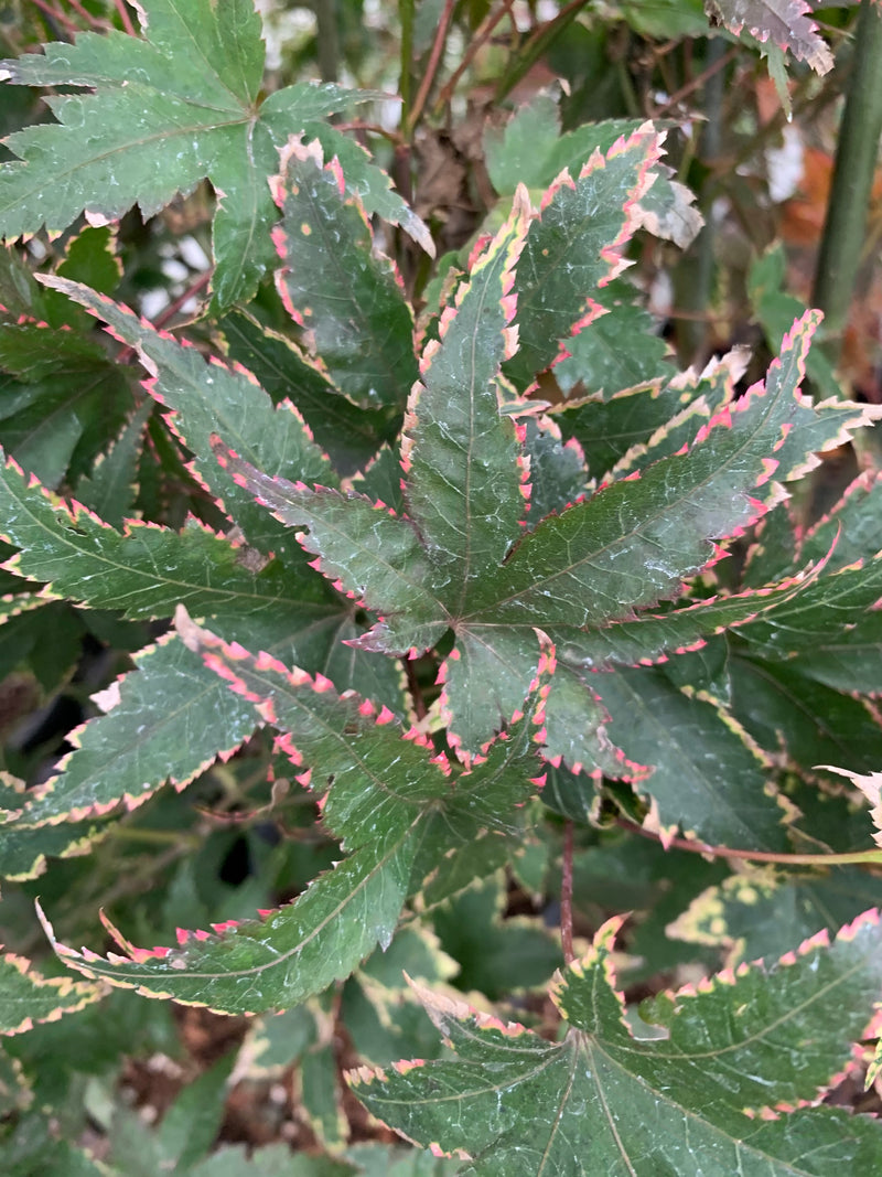 - Acer palmatum 'Sagara nishiki' Japanese Maple - Mr Maple │ Buy Japanese Maple Trees