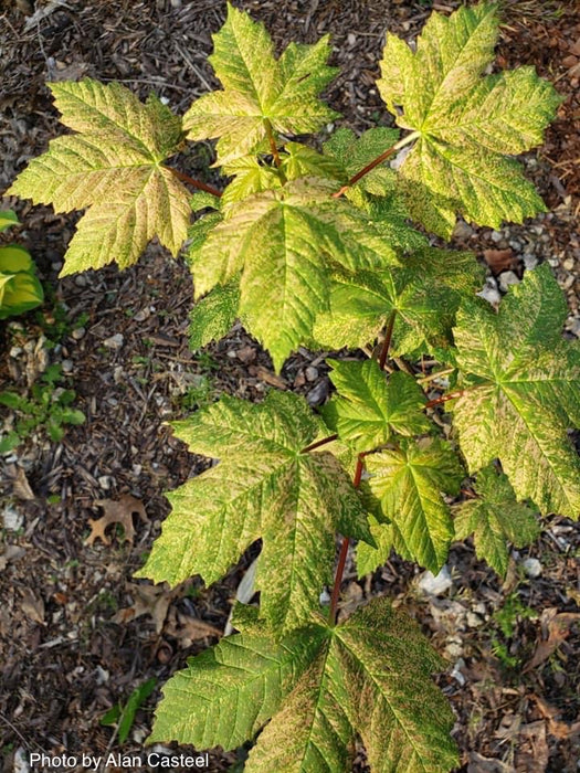 Acer pseudoplatanus 'Esk Sunset' Rare Variegated Eskimo Sunset Maple