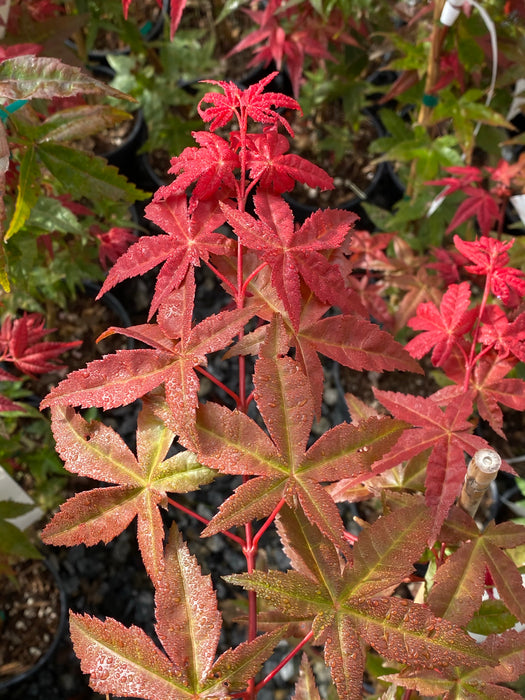 Acer palmatum 'Bonfire' Japanese Maple