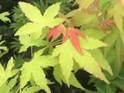 - Acer oliverianum 'Hot Blonde' Golden Japanese Maple - Mr Maple │ Buy Japanese Maple Trees