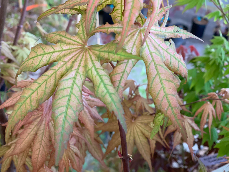 - Acer palmatum 'Nebula' Variegated Japanese Maple - Mr Maple │ Buy Japanese Maple Trees