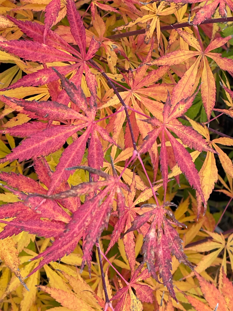 - Acer shirasawanum 'Bronze Age' Bronze Full Moon Japanese Maple - Mr Maple │ Buy Japanese Maple Trees